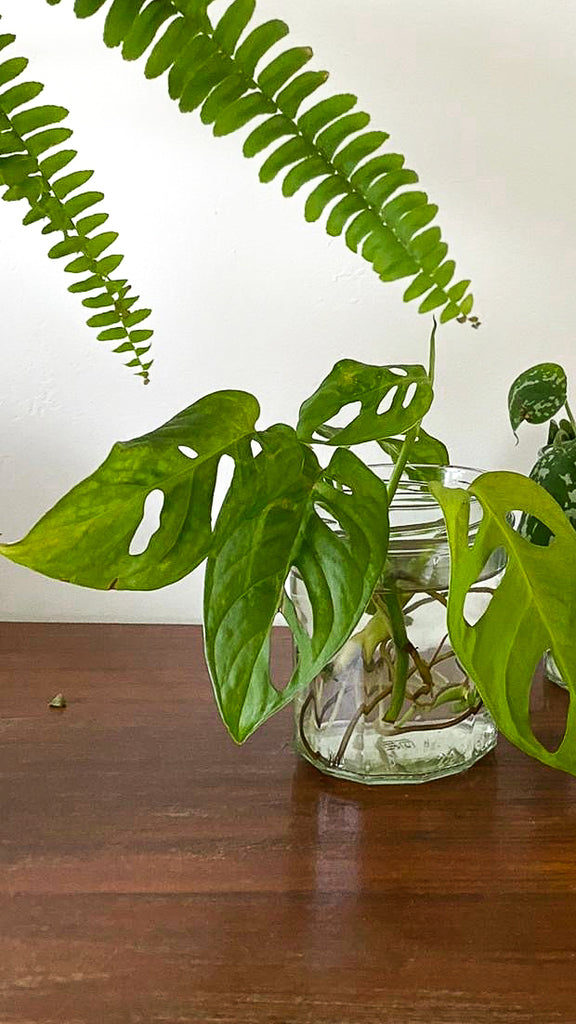 Monstera durch Ableger vermehren | Plantsome
