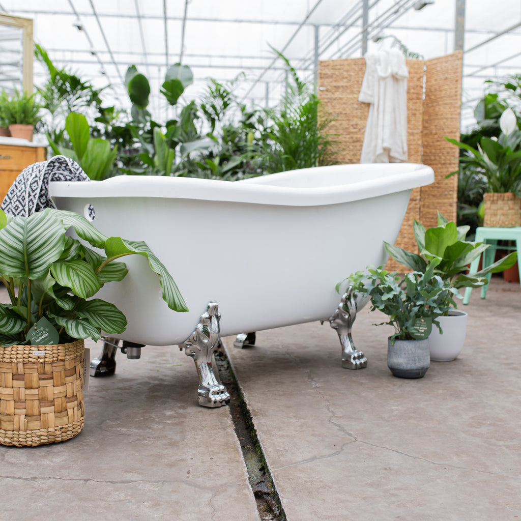 Luftreinigende Zimmerpflanzen frs Badezimmer | Plantsome