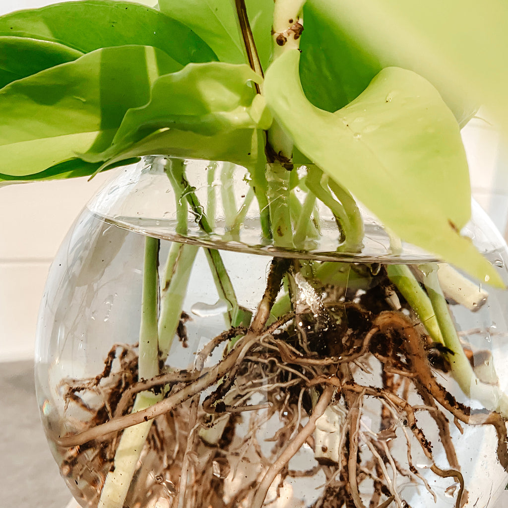 DIY: In 6 Schritten zu deiner Hydroponik-Pflanze | Plantsome