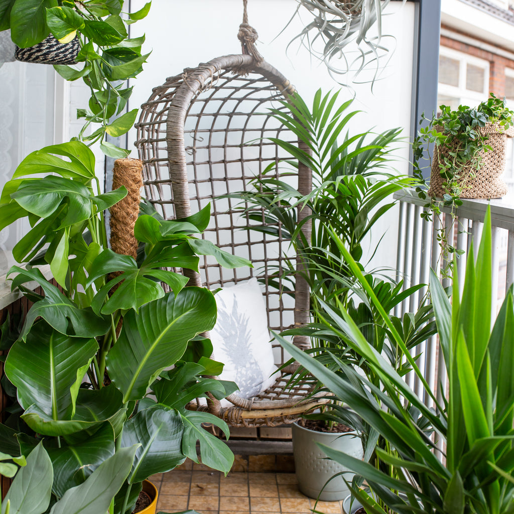 Die richtigen Balkon-Pflanzen fr dein Balkonien | Plantsome