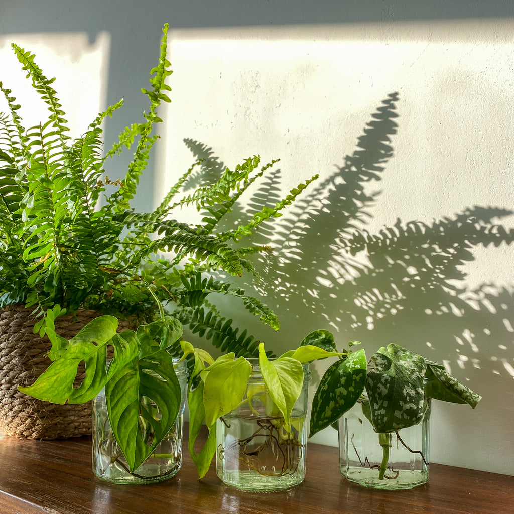 So vermehrst du deine Zimmerpflanzen mit Ablegern | Plantsome
