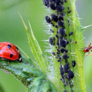 Blattläuse und Marienkäfer (Foto via Pixabay)