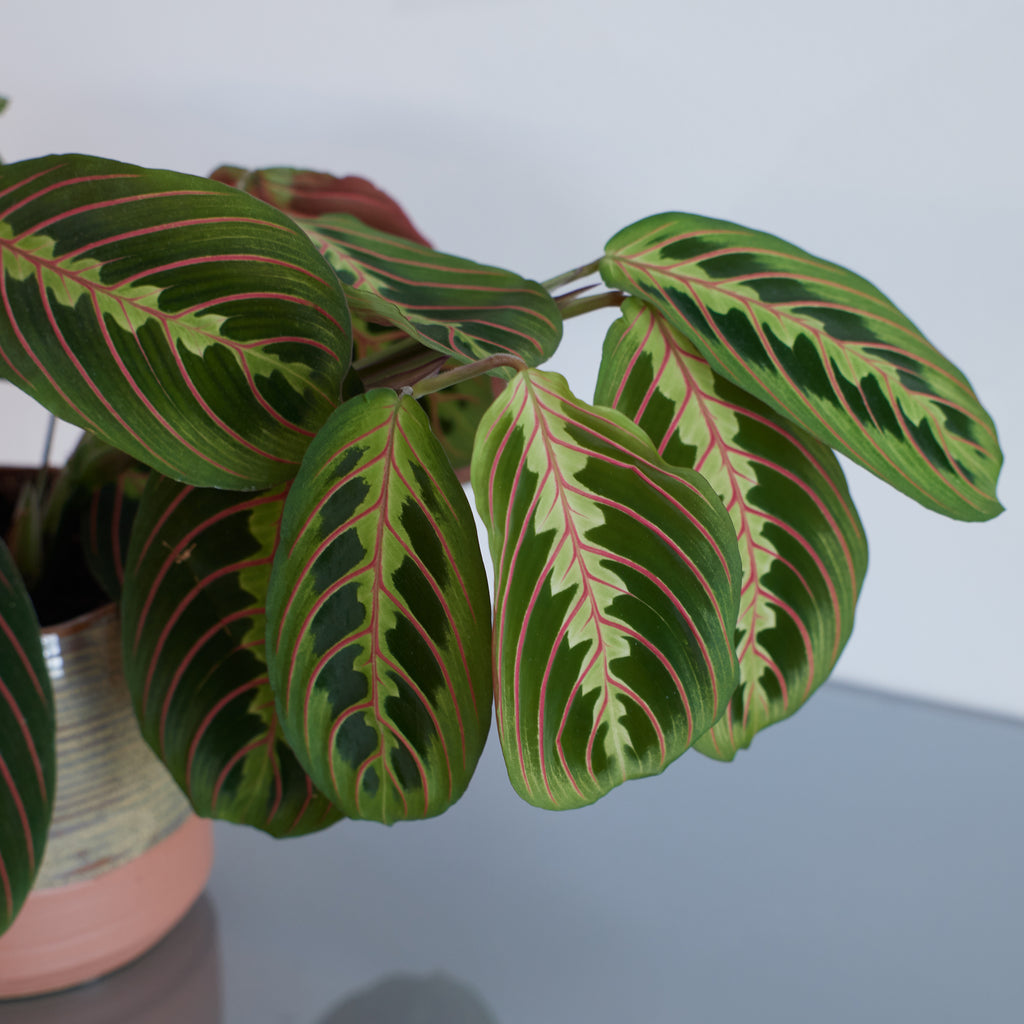 Zimmerpflanzen fr wenig Licht: Top 5 der GartenFlora  Plantsome