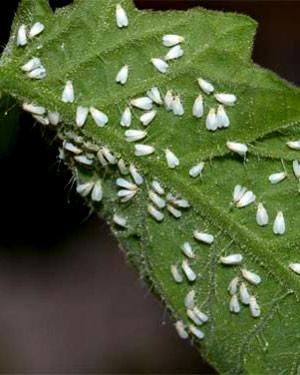 Pflanzenkrankheit: Weie Fliege - Plantsome