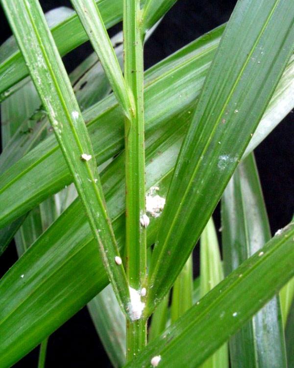 beaucarnea variegata Ponytail Palm
