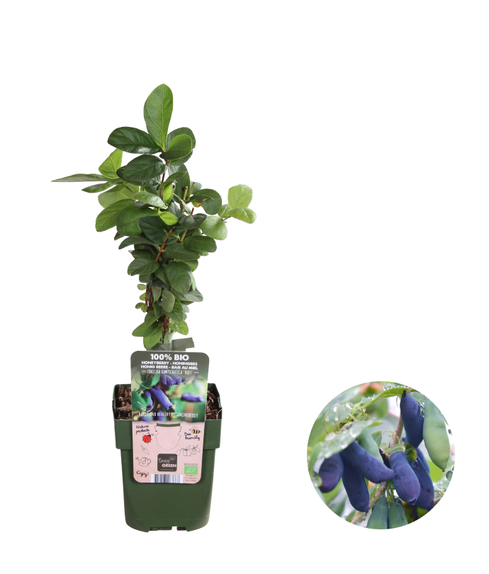 lonicera beeren essbar Honigbeere (Lonicera kamtschatica) kaufen