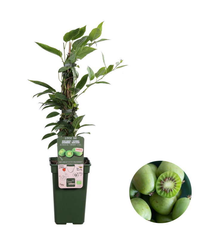 Kiwibeere (Actinidia issai) kaufen Plantsome