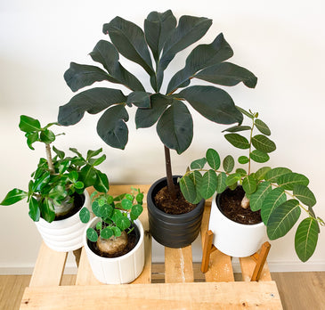 Caudex-Pflanzen | Sukkulenten | Plantsome