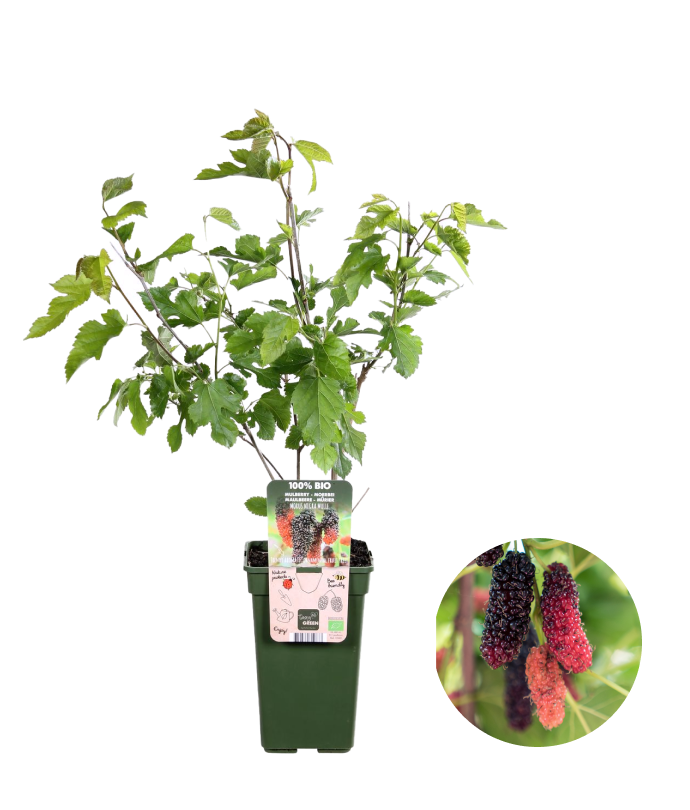 Morus Nigra Mulle (Maulbeere) (M) Plantsome