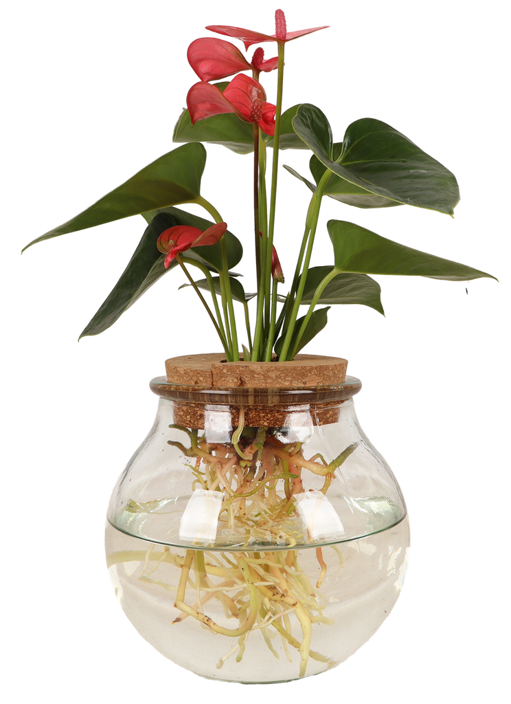 Anthurium in Wasser