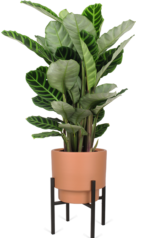 Calathea zebrina (Korbmarante) kaufen? | Olivia