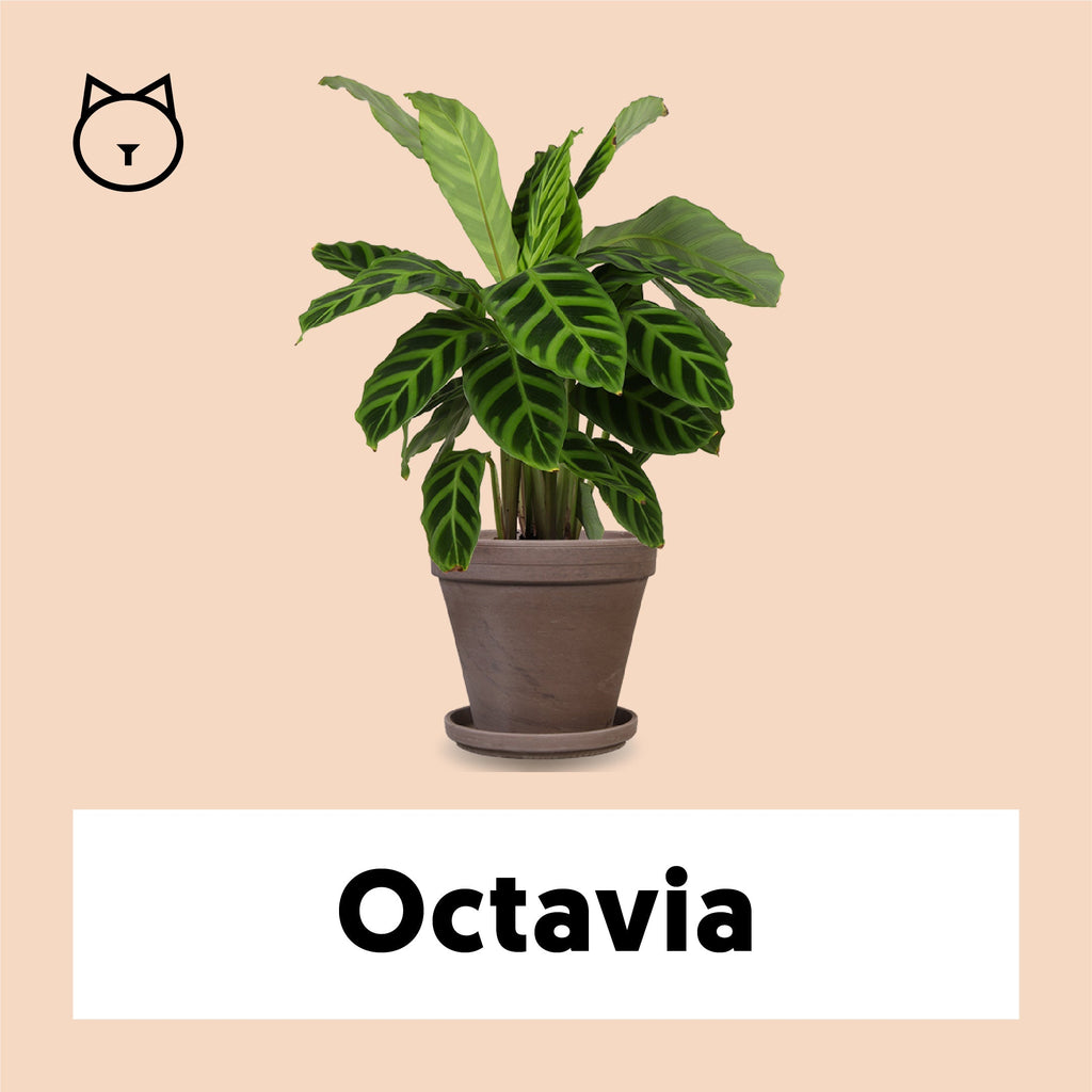 Calathea zebrina (Korbmarante) (S) | Olivia