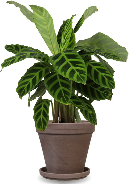 Calathea zebrina (Korbmarante) (S) | Olivia