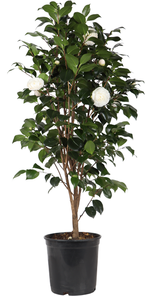 Camellia jap. 