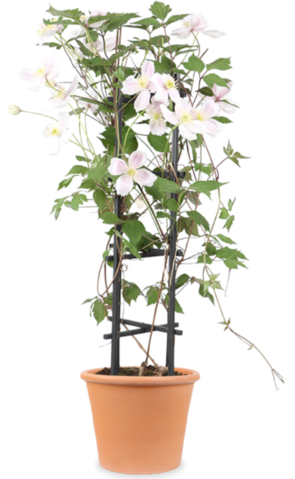 Clematis montana 'Fenne' | Schnelle Lieferung nach Hause