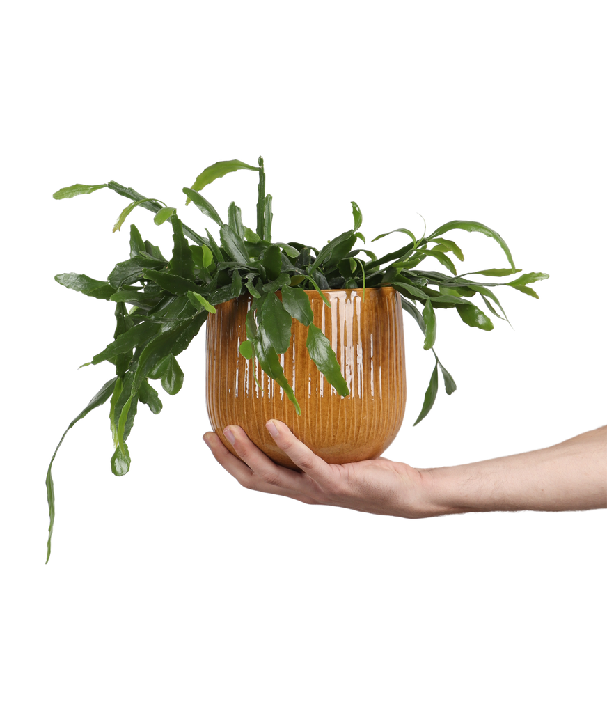Rhipsalis Crispata (Rutenkaktus) kaufen Plantsome