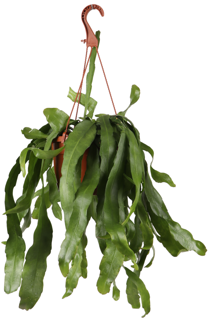 Epiphyllum pumilum (Zwergiger Blattkaktus) kaufen