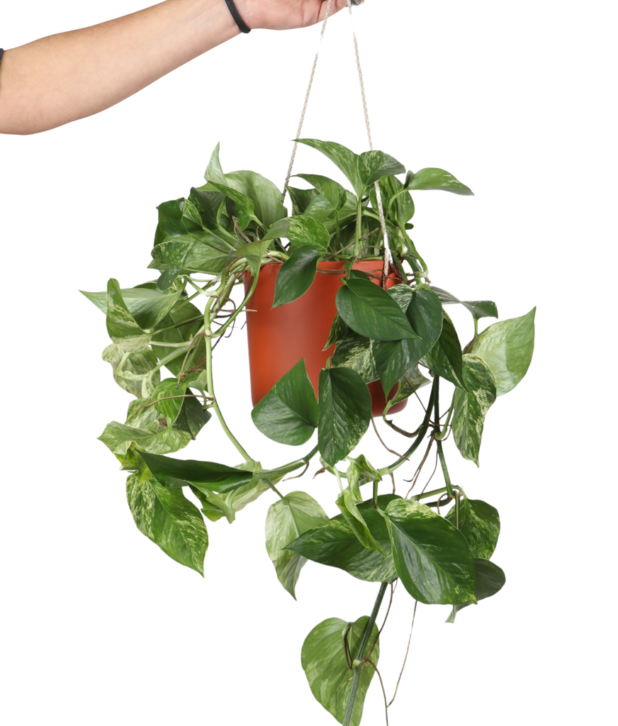 Epipremnum Pinnatum 'Marble Queen' (Efeutute) | Mila