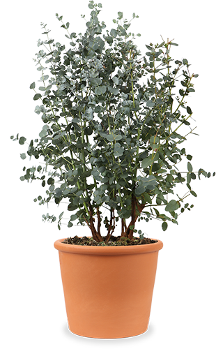 Eucalyptus gunnii (Mostgummi-Eukalyptus) kaufen