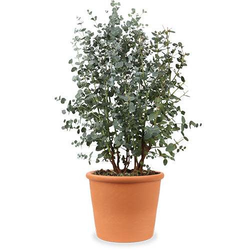 Eucalyptus gunnii (MostgummiEukalyptus) kaufen Plantsome
