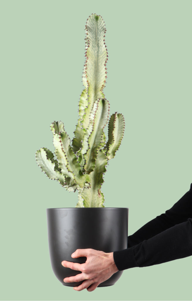 Euphorbia marmorata (Wolfsmilch) kaufen