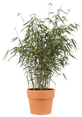 Terrassenpflanzen