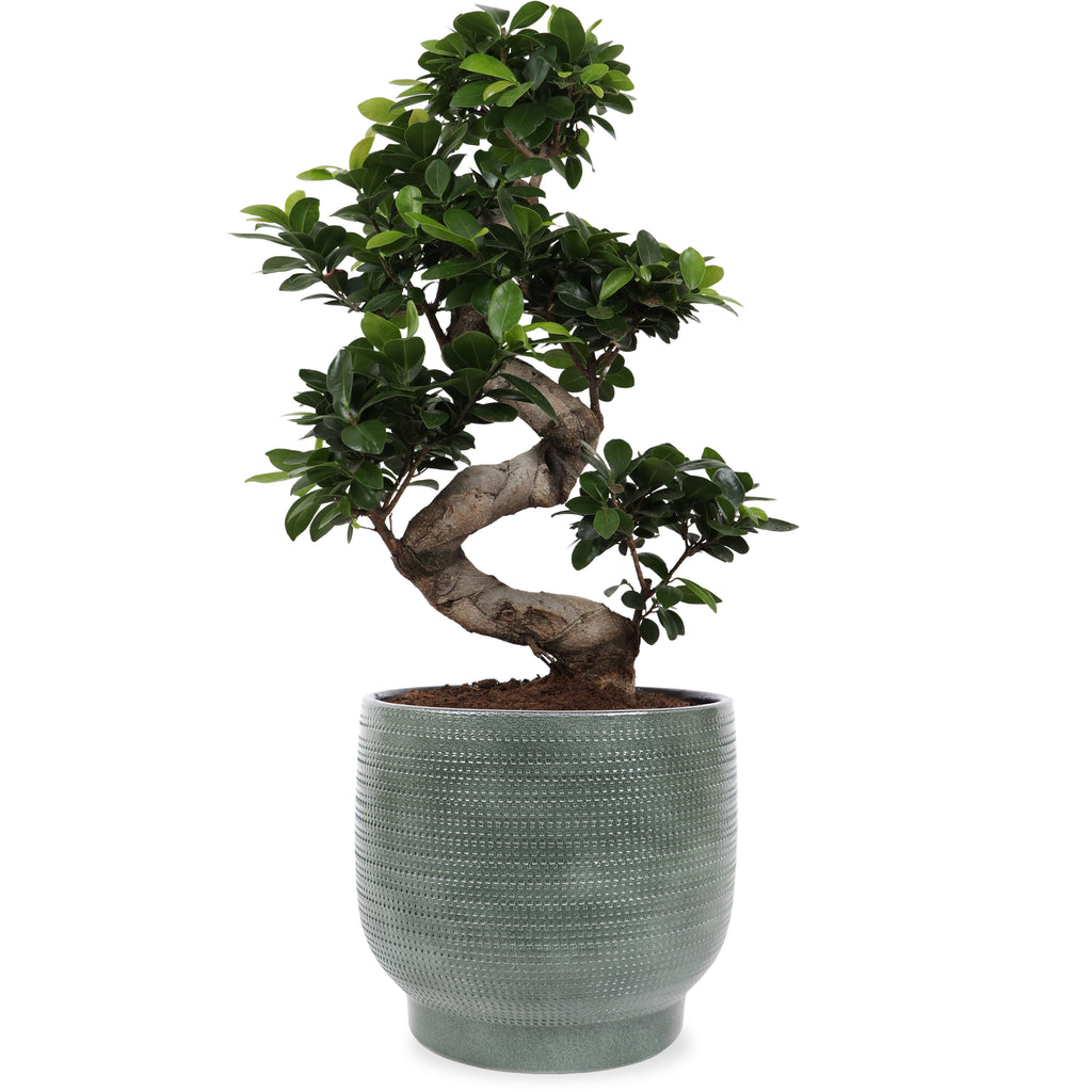 Ficus ginseng (Chinesische Feige) kaufen