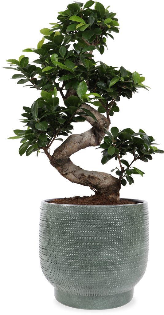 Ficus ginseng (Chinesische Feige) kaufen