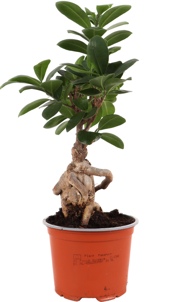 Ficus ginseng (Chinesische Feige) kaufen