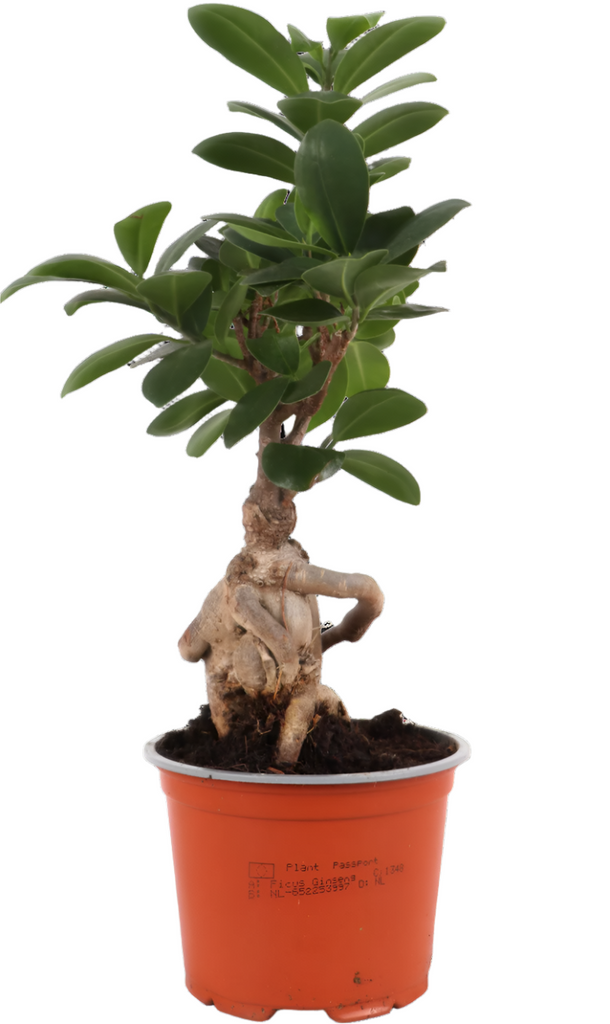 Ficus ginseng (Chinesische Feige) kaufen