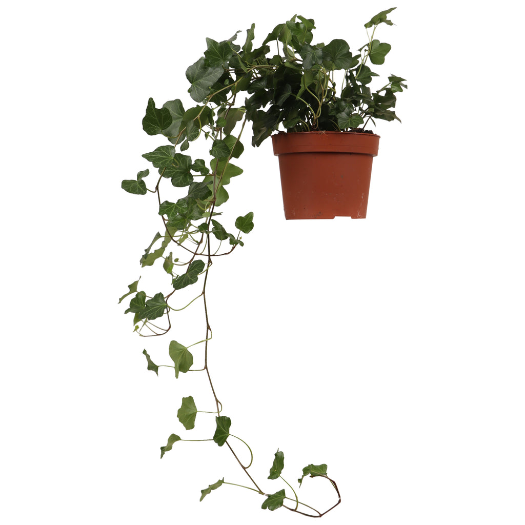 Hedera Helix Wonder (Efeu) kaufen