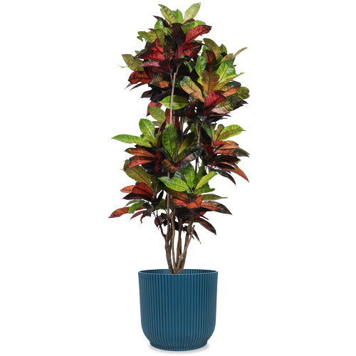croton zimmerpflanze Croton iceton (Wunderstrauch) (XL) kaufen? | Stevie