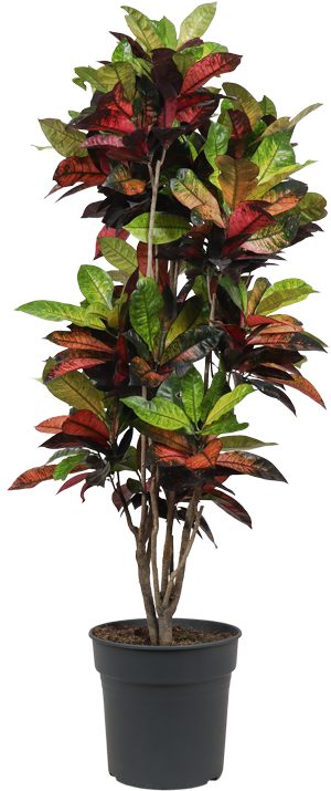 wunderstrauch giftig Croton iceton (Wunderstrauch) (XL) kaufen? | Stevie
