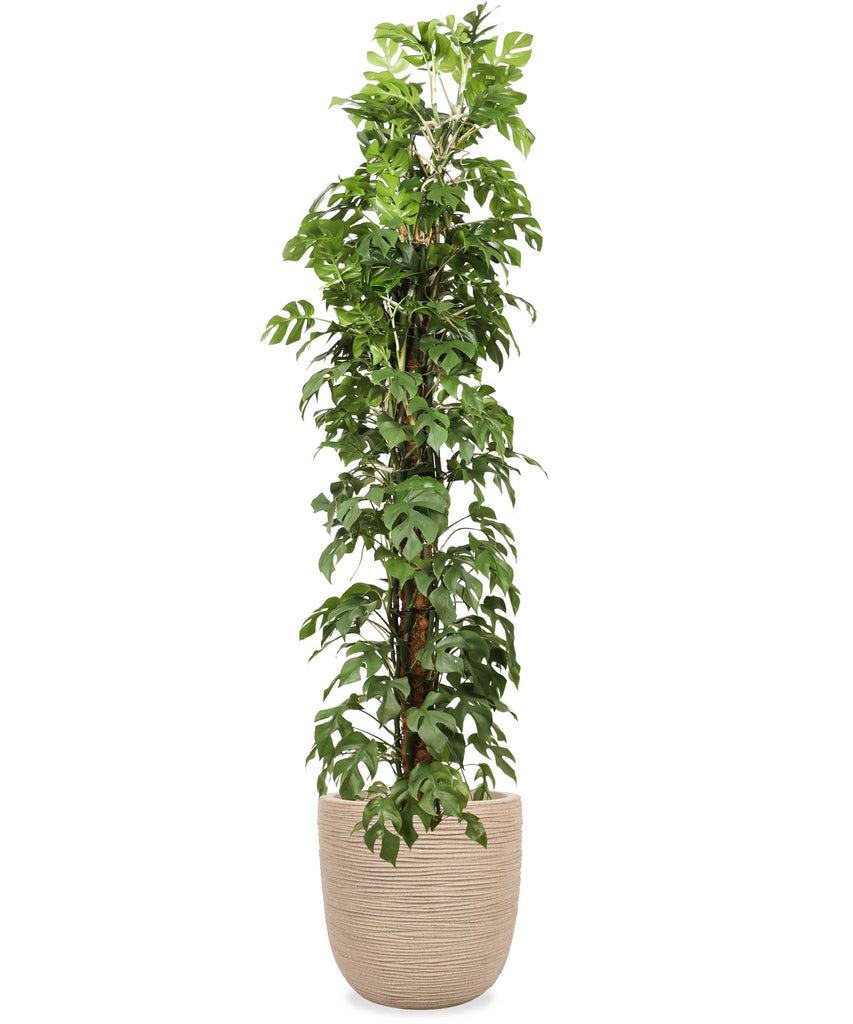 Rhaphidophora tetrasperma (Monstera minima) (XL) kaufen