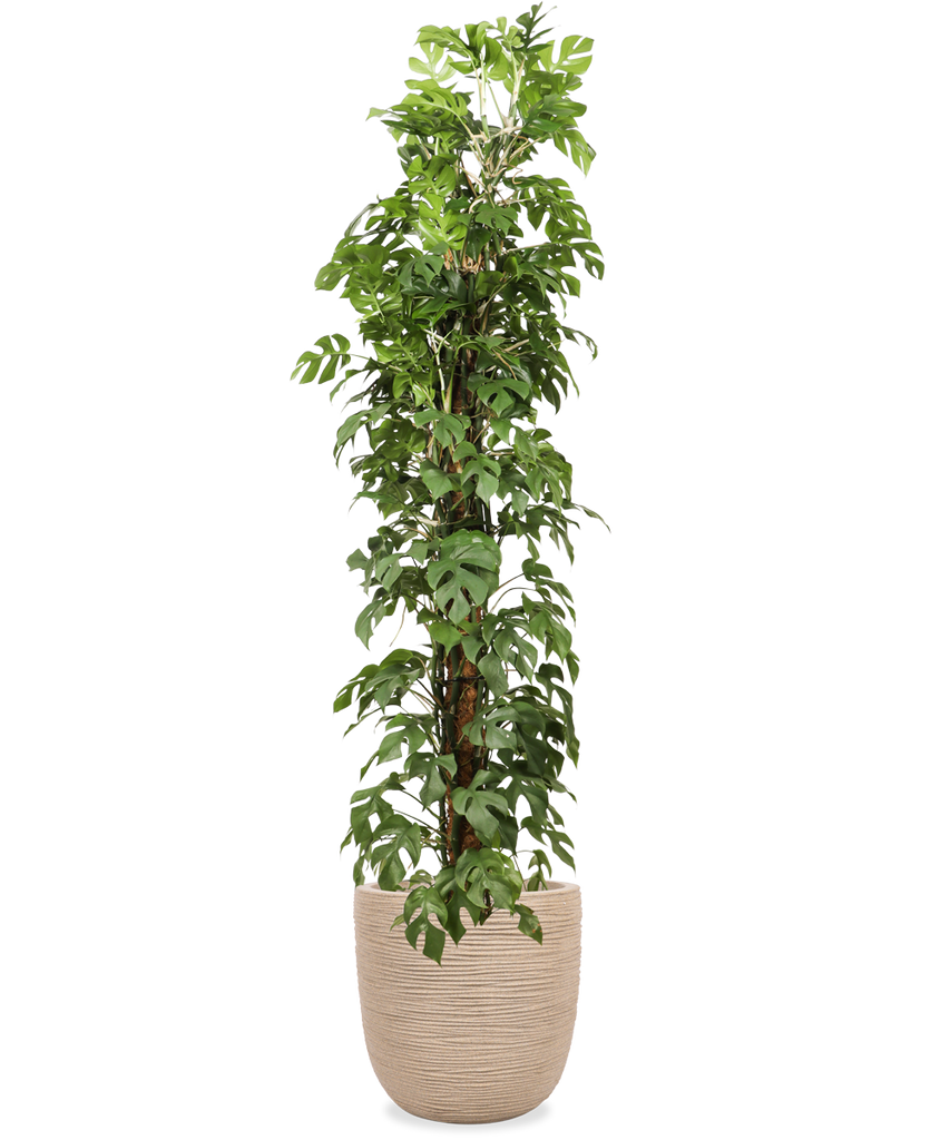 Rhaphidophora tetrasperma (Monstera minima) (XL) kaufen