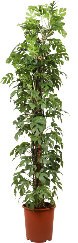 Rhaphidophora tetrasperma (Monstera minima) (XL) kaufen