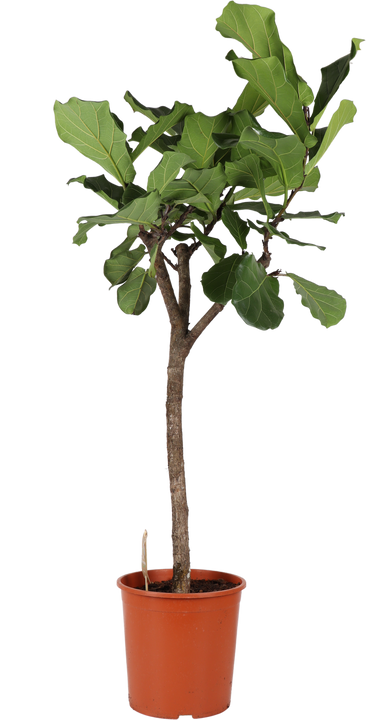 Ficus lyrata verzweigter Stamm (Geigenfeige) (XL)