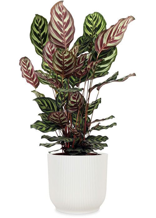 Calathea makoyana (Korbmarante) kaufen? | Olivia | Plantsome