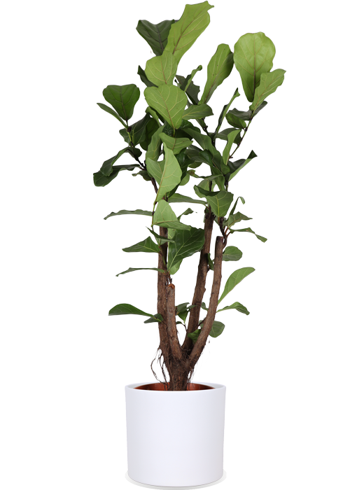 Ficus Lyrata (Geigenfeige) verzweigter Stamm | Eileen