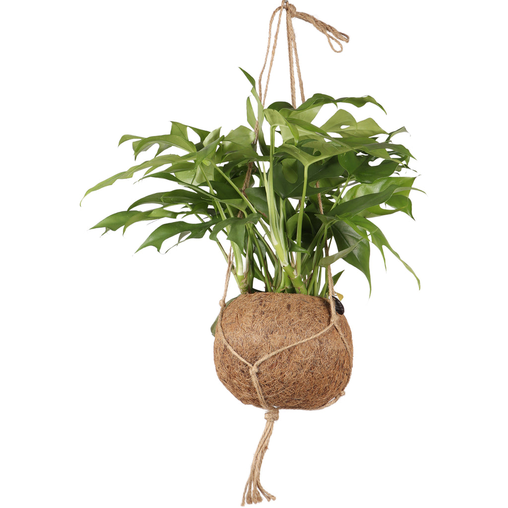 Rhaphidophora tetrasperma (Monstera minima) kaufen
