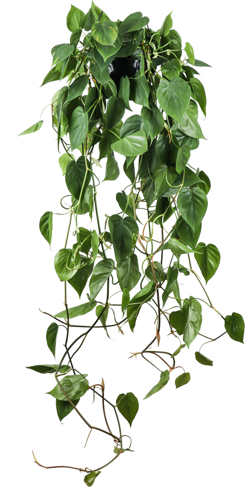 Philodendron scandens (M) kaufen