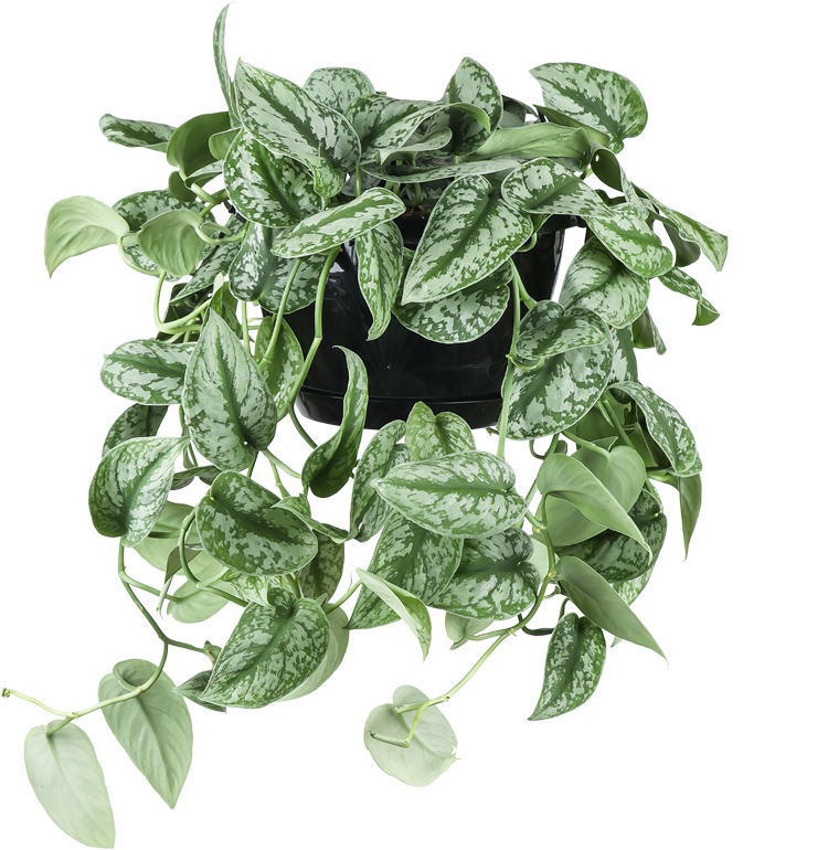 Scindapsus pictus trebie (Gefleckte Efeutute) kaufen