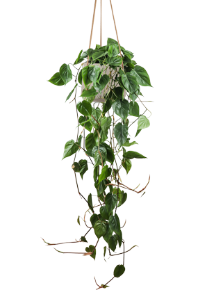 Philodendron scandens (M) kaufen