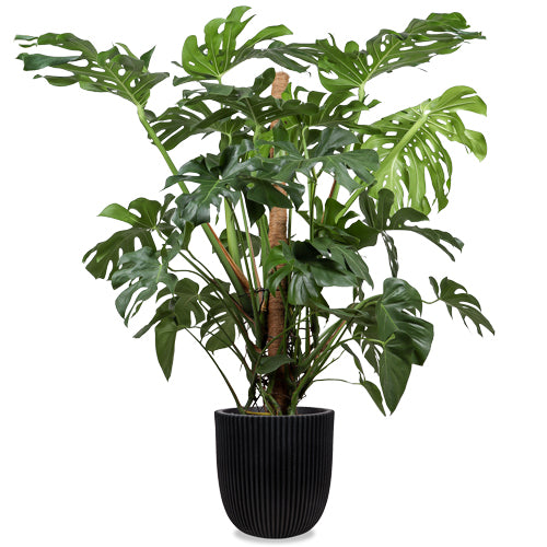 Monstera deliciosa (Fensterblatt) kaufen