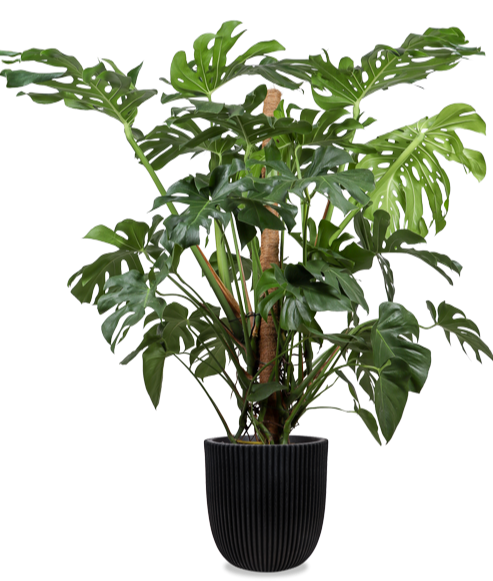 monstera deliciosa kaufen groß Monstera deliciosa (Fensterblatt) kaufen