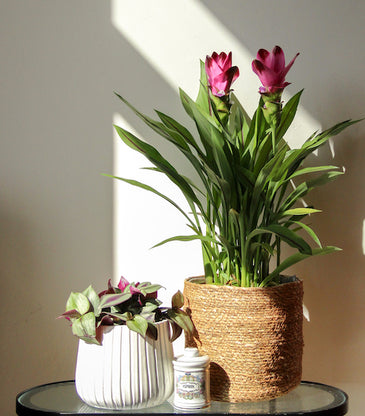 Kurkuma Siam Splash und Tillandsia Zebrina | Plantsome