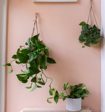 Hängepflanzen von Plantsome