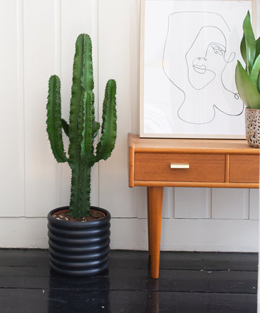 Pflegeleichter Kaktus von Plantsome