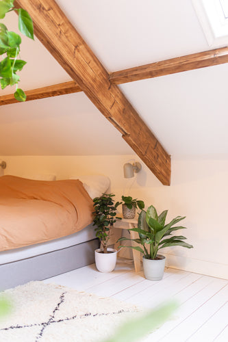 Schlafzimmerpflanzen von Plantsome | Zimmerbaum Polyscias Fabian