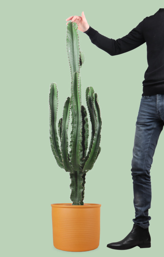 Euphorbia erytrea (Wolfsmilchkaktus) kaufen
